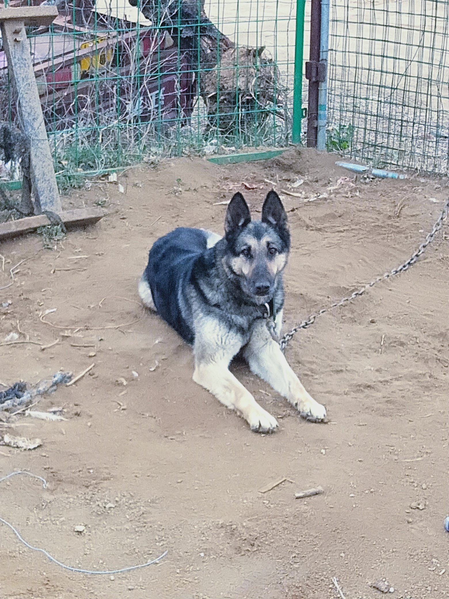 老版黑盖母,绝版通背黑,市面很难找到的品种