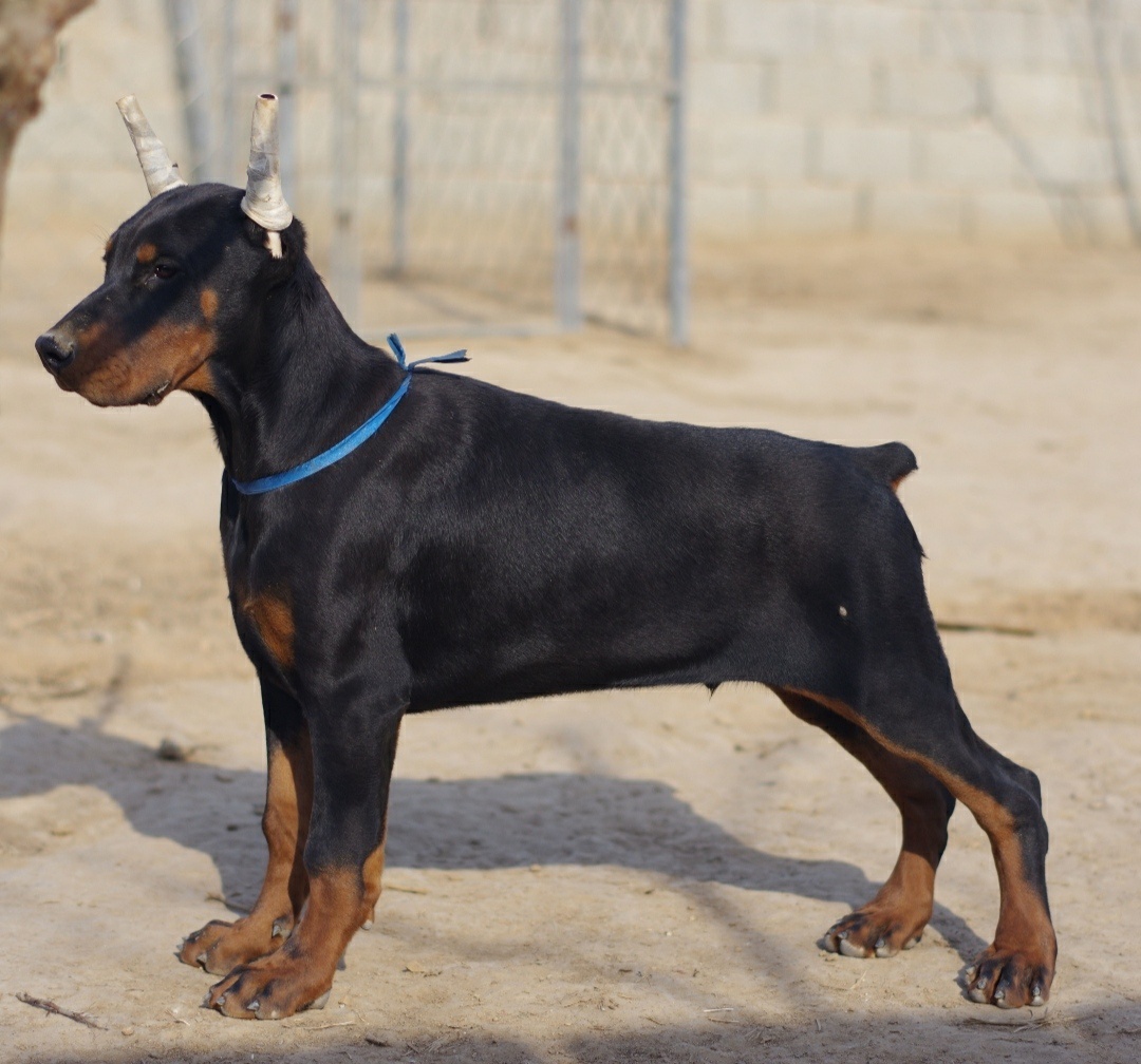 【巴尼罗斯】小熊瞎子一胎