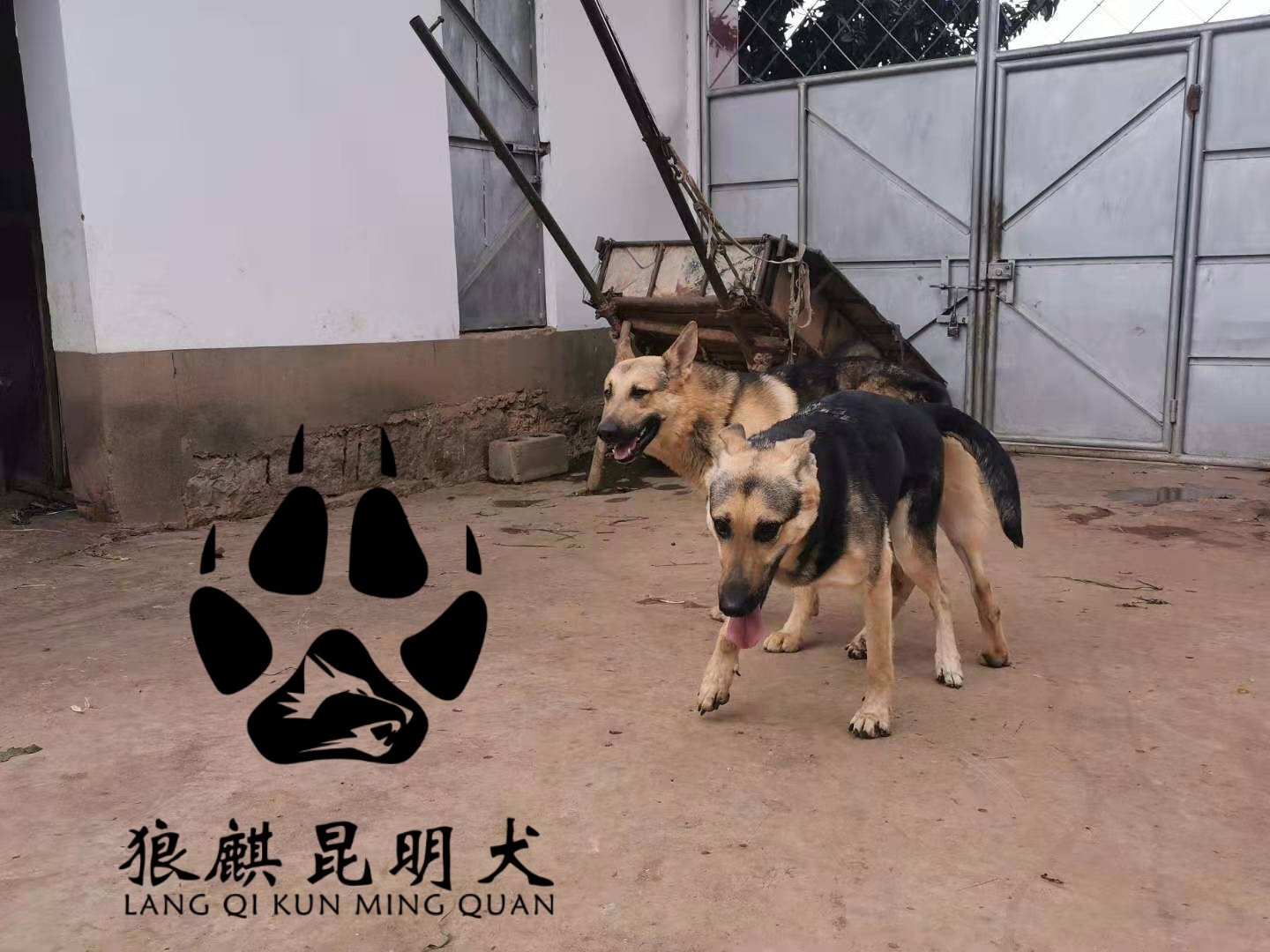 昆明犬草黄公70天