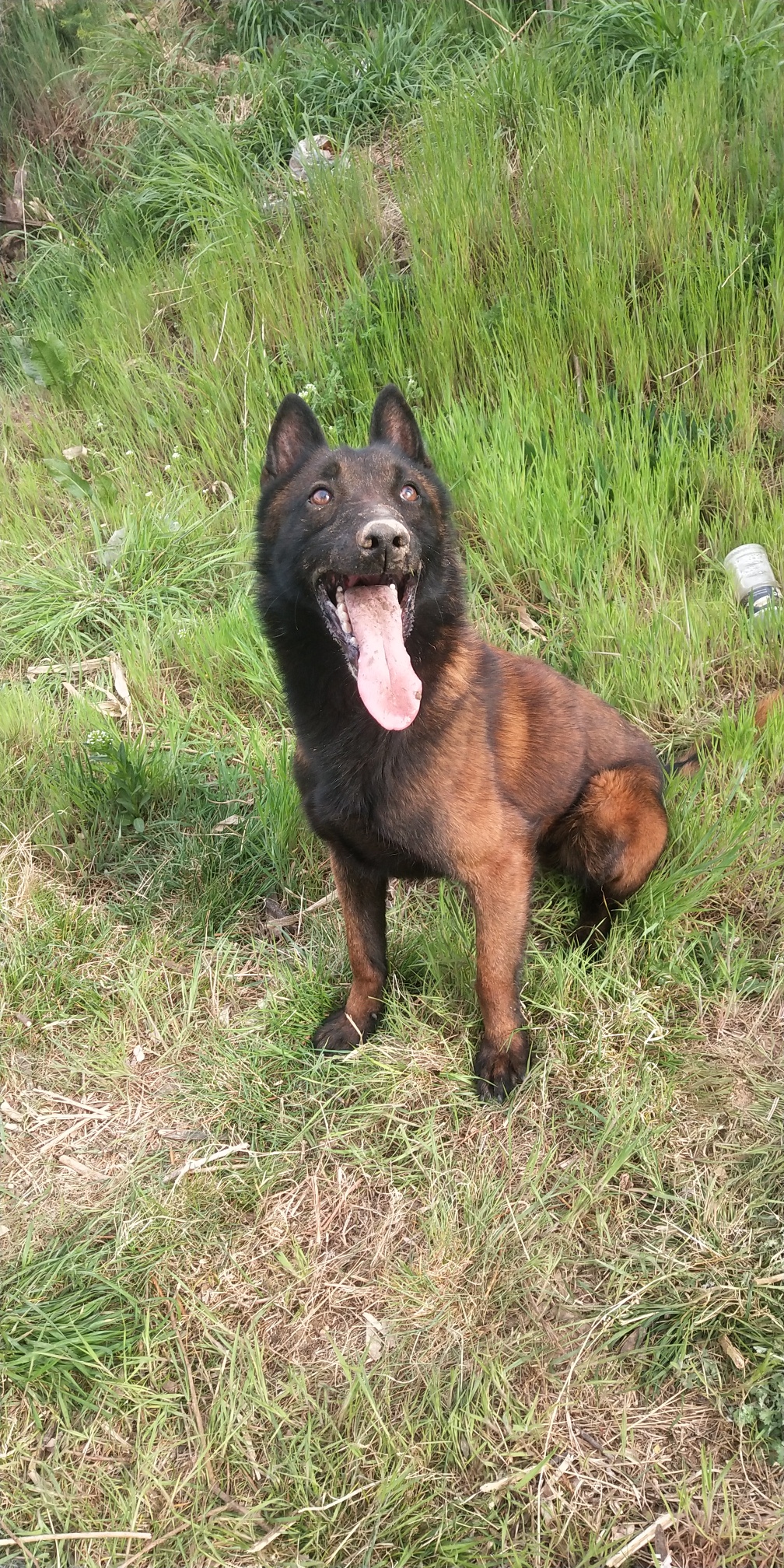 火龙血,太子直子!