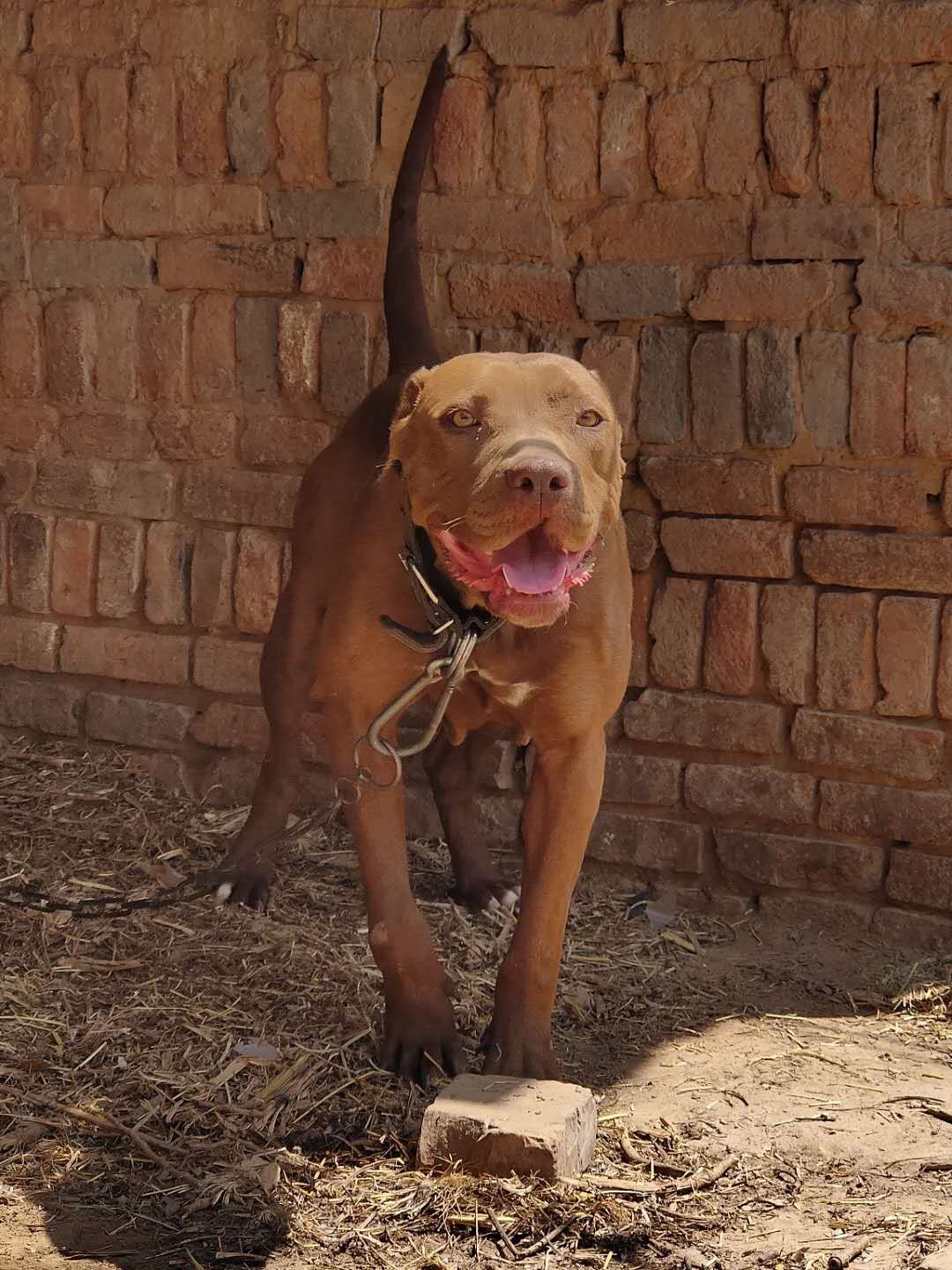 巨比母 - 综合竞技犬交易 - 猛犬俱乐部-中国具有影响力的猛犬网站