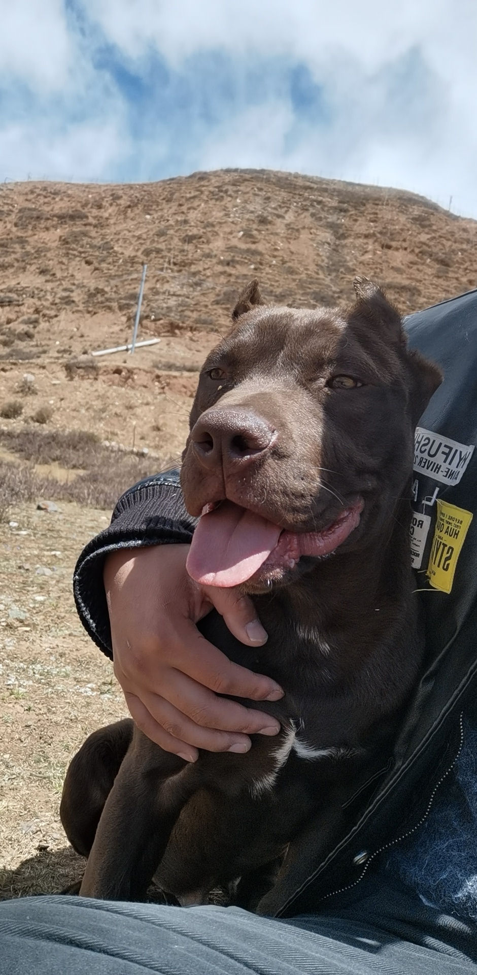 宠物巨比,真好,一天天长大了 - 综合竞技犬 - 猛犬俱乐部-中国具有