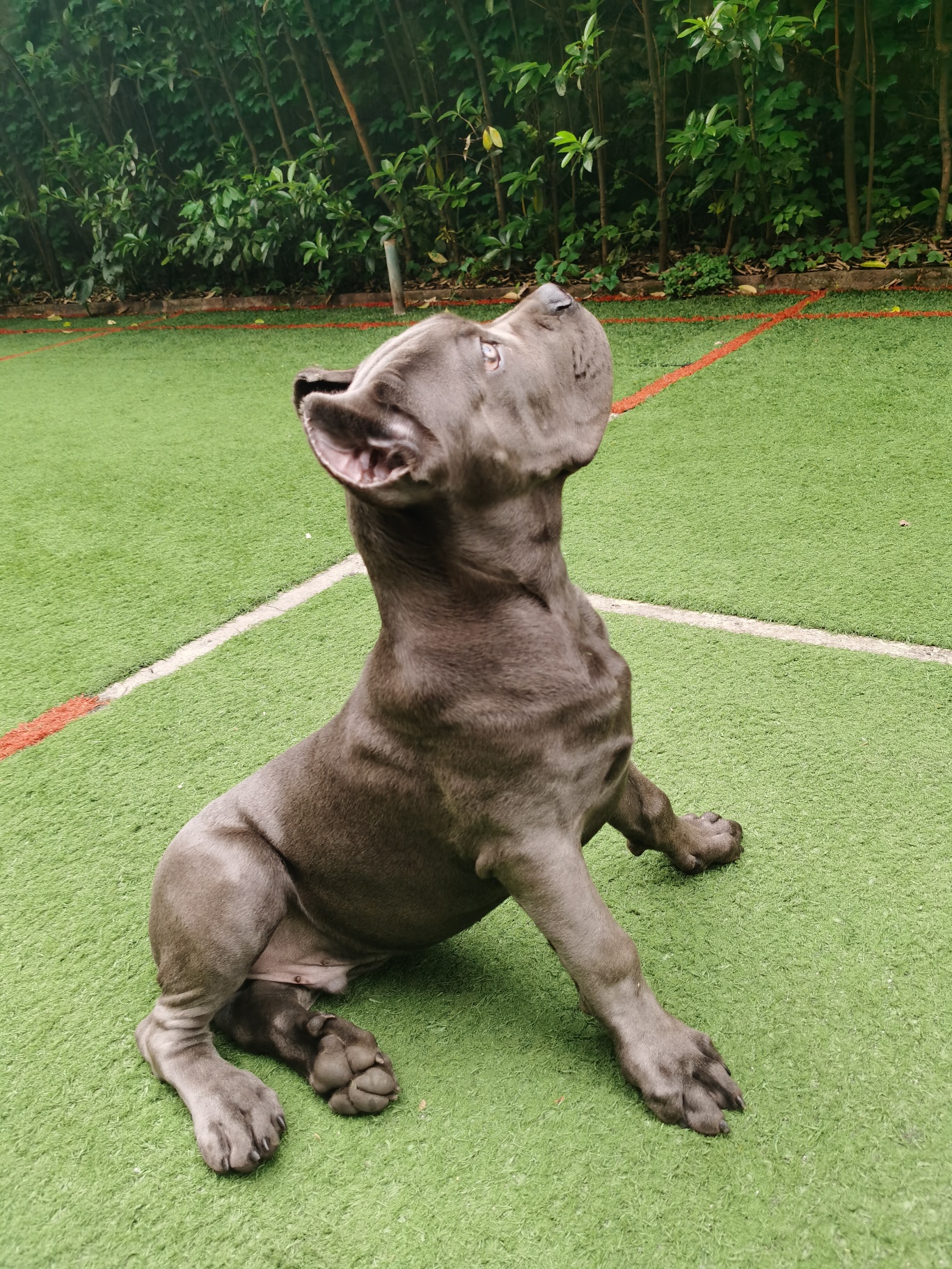 卡斯罗置换加纳利 互补差价