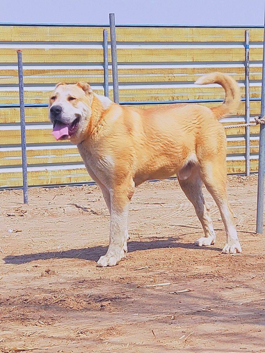 [中亚] 黄牛 肩高87-88 通背黄