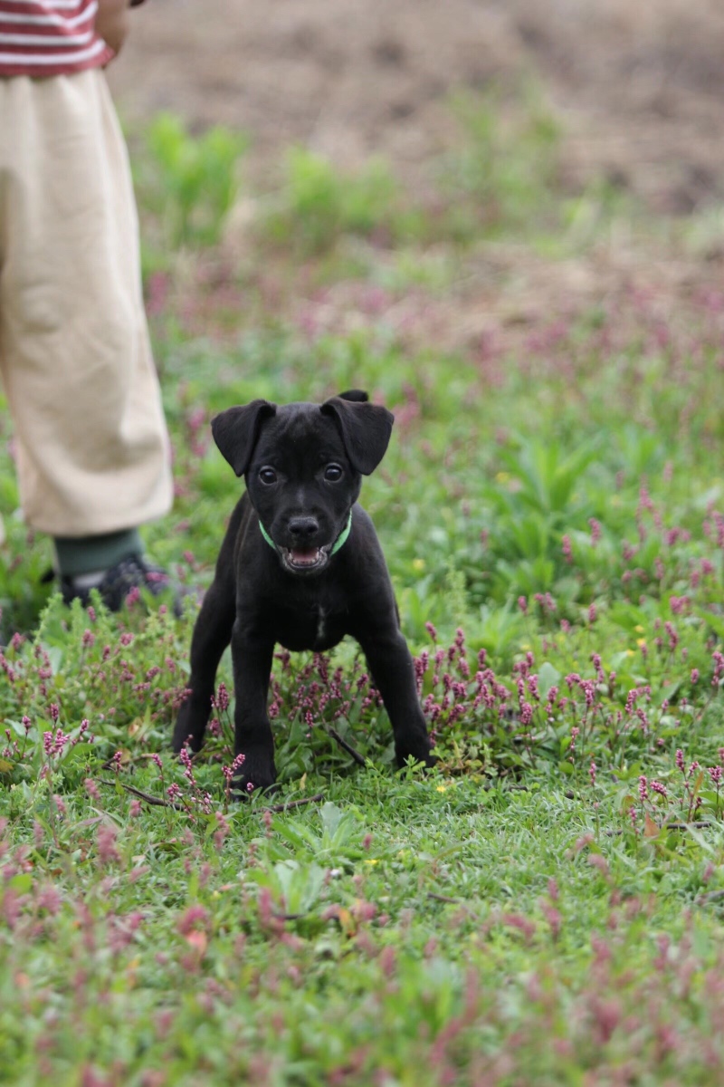 火梗-英国进口罗伯特儿子
