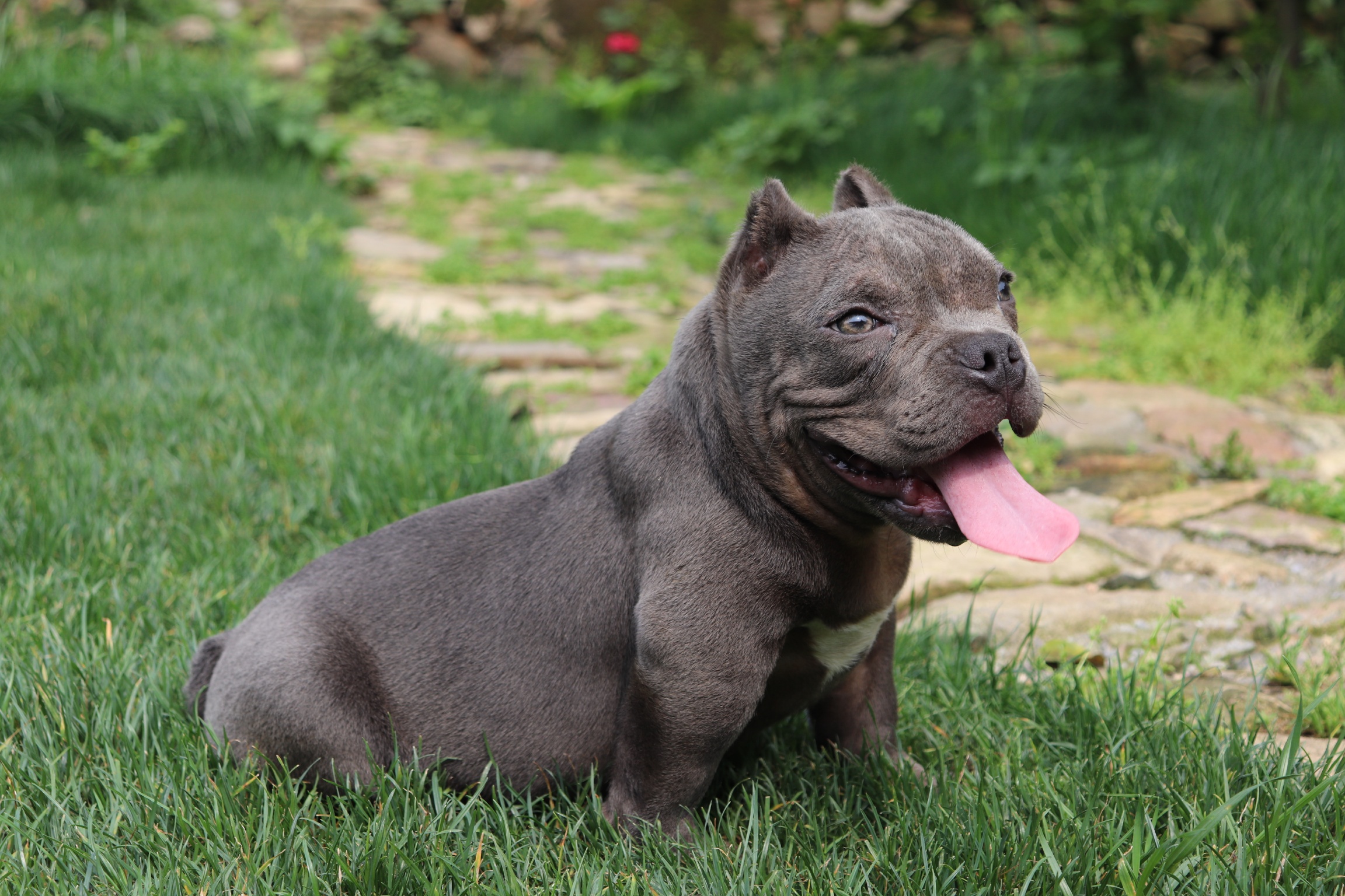 微体微体微体福利来了 - 恶霸犬交易 - 猛犬俱乐