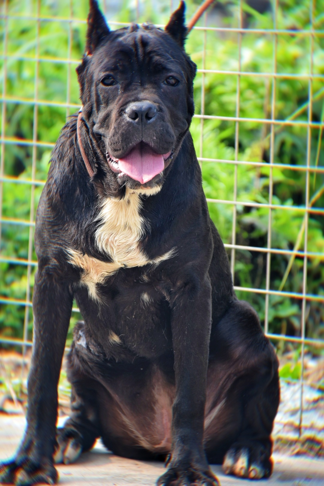 双血统卡斯罗犬出售