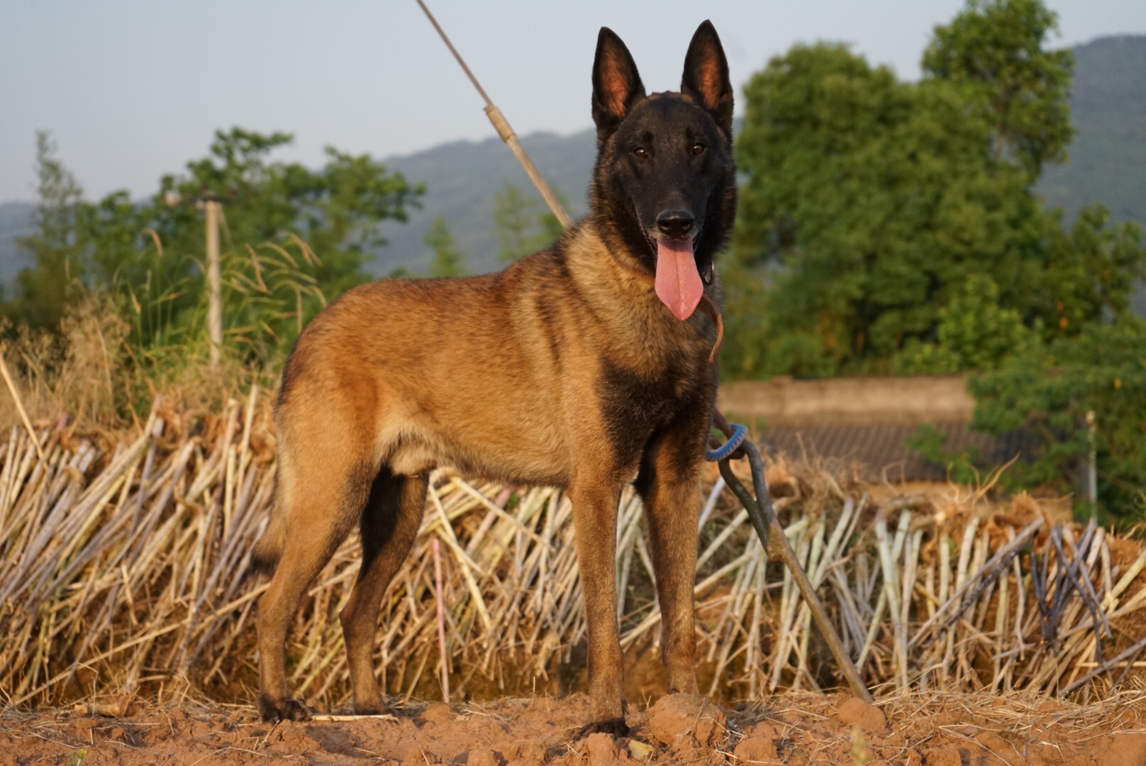 聪明绝顶的马犬出售