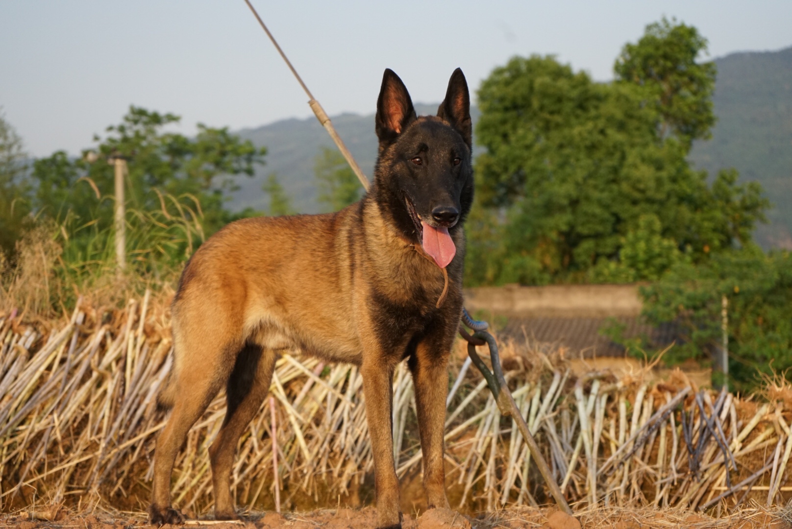 聪明绝顶的马犬出售