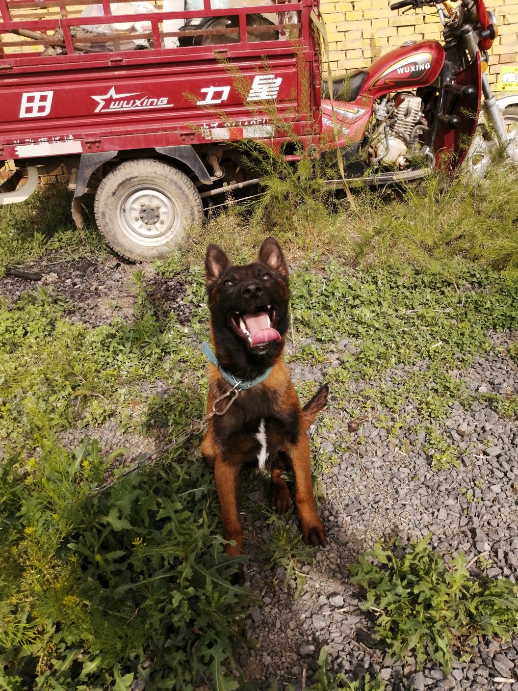 四个月爆红小母出售