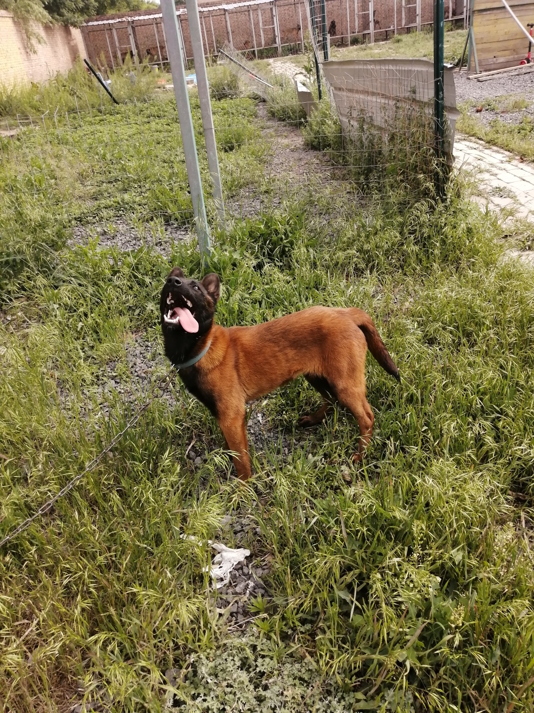 四个月爆红小母出售 - 马犬交易 - 猛犬俱乐部-中国具有影响力的猛犬