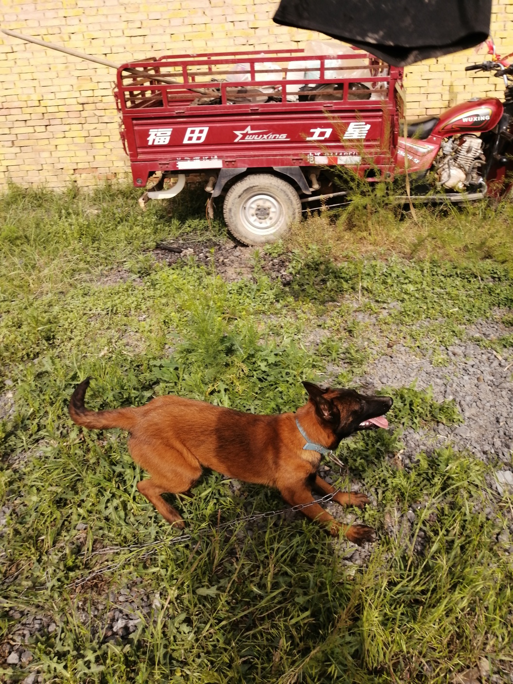 四个月爆红小母出售