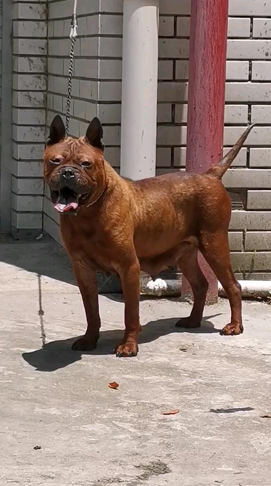 外山大体型川东猎犬出售