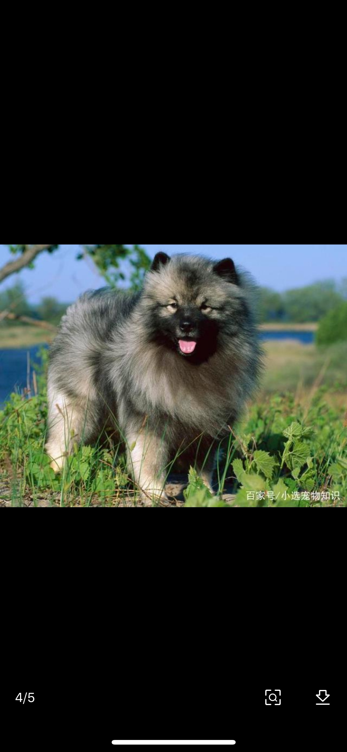 求购荷兰毛狮犬