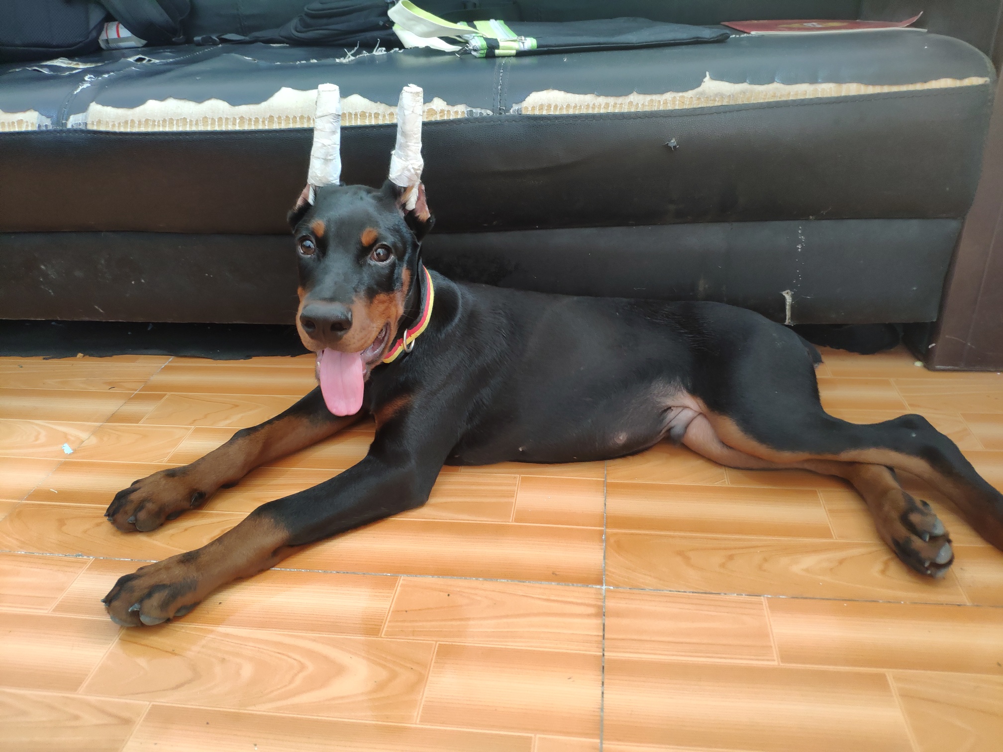 出高品质杜宾,四川地区 - 杜宾犬交易 - 猛犬俱乐部-中国具有影响力的