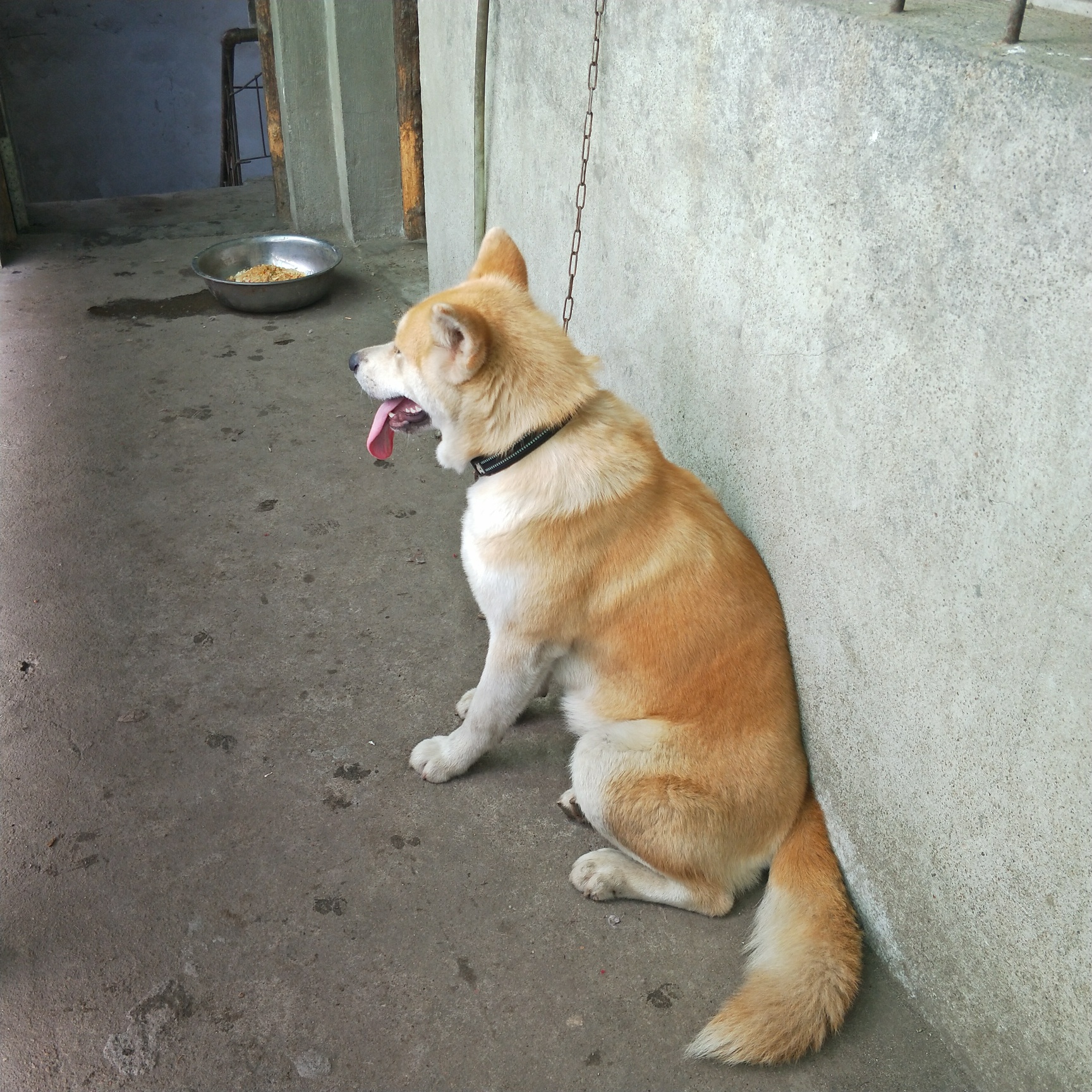 出售一条一岁精品母秋田犬