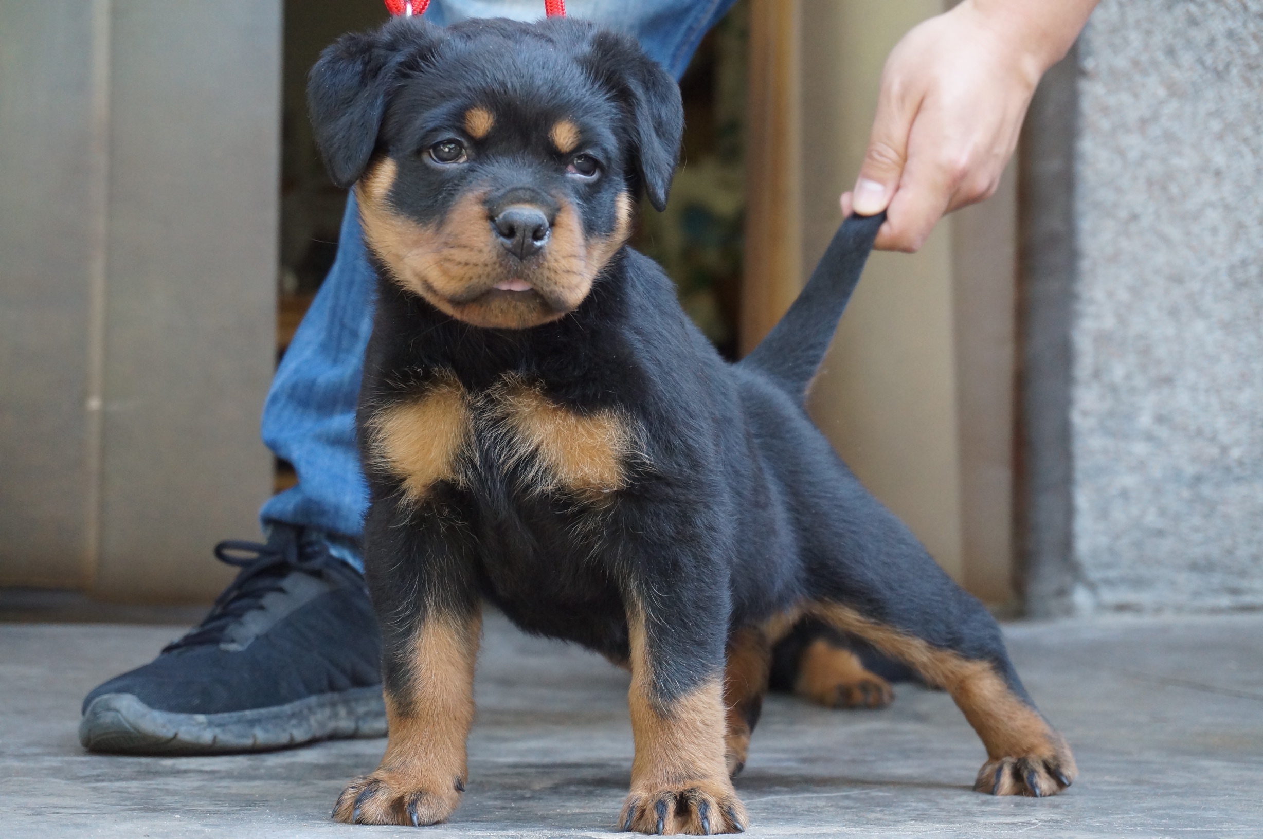证书芯片齐全,冠军后代 - 罗威纳交易 - 猛犬俱乐部-中国具有影响力的