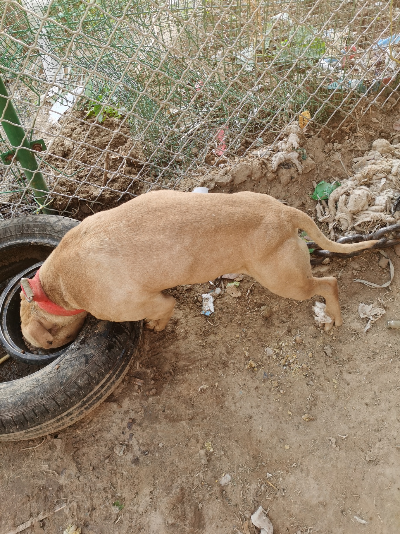 大黄孙子肥狗50斤左右一年的狗
