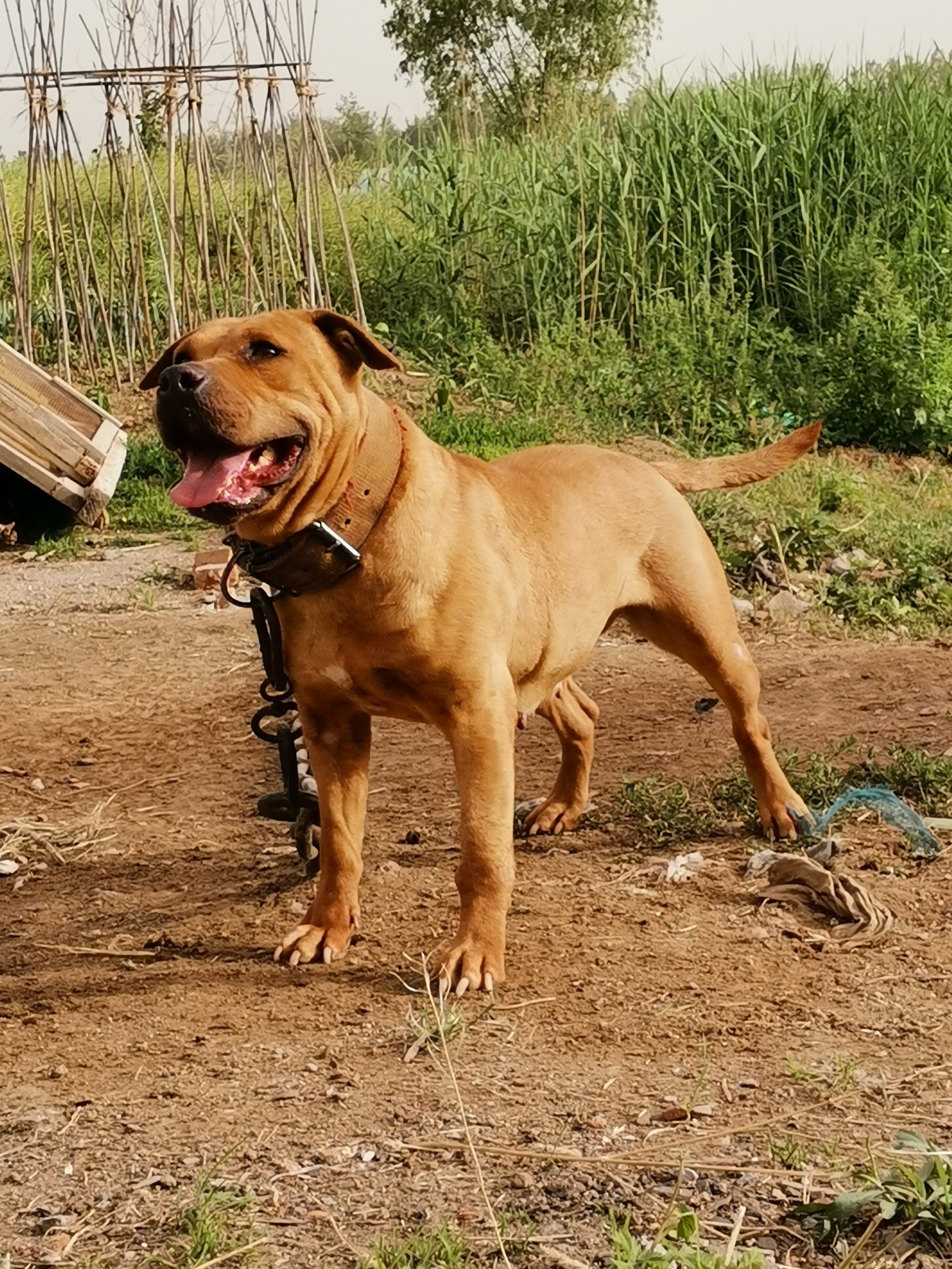 出售条种母,两连胜大牙掉一个,王牌配大黄女出的 - 比特犬交易 - 猛犬
