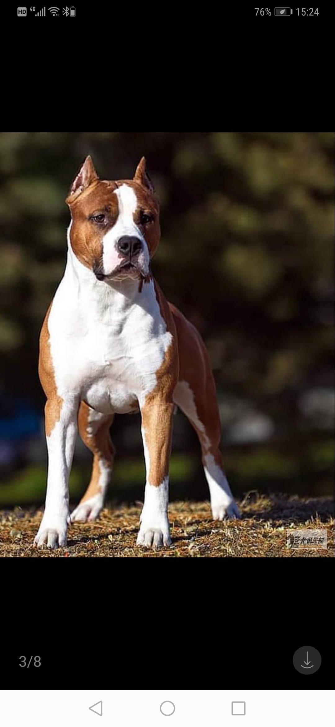 个人心目中的斯塔福 - 斯塔福 - 猛犬俱乐部-中国具有影响力的猛犬