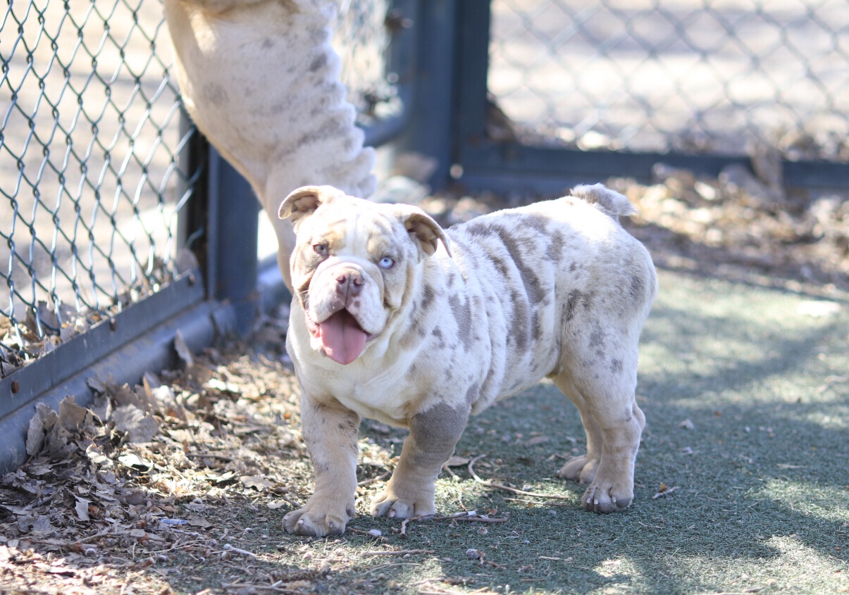 异丁陨石三色英牛俩公三母