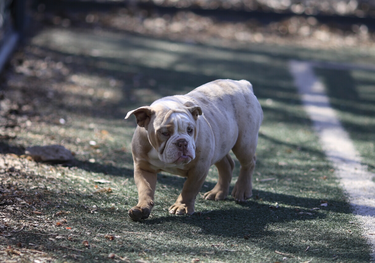 异丁陨石三色英牛俩公三母