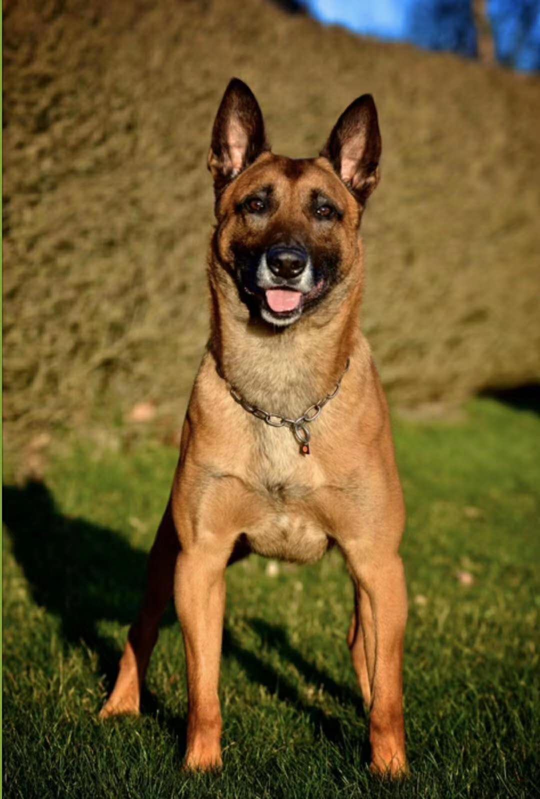 当红进口种公 - 马犬交易 - 猛犬俱乐部-中国具有影响力的猛犬网站