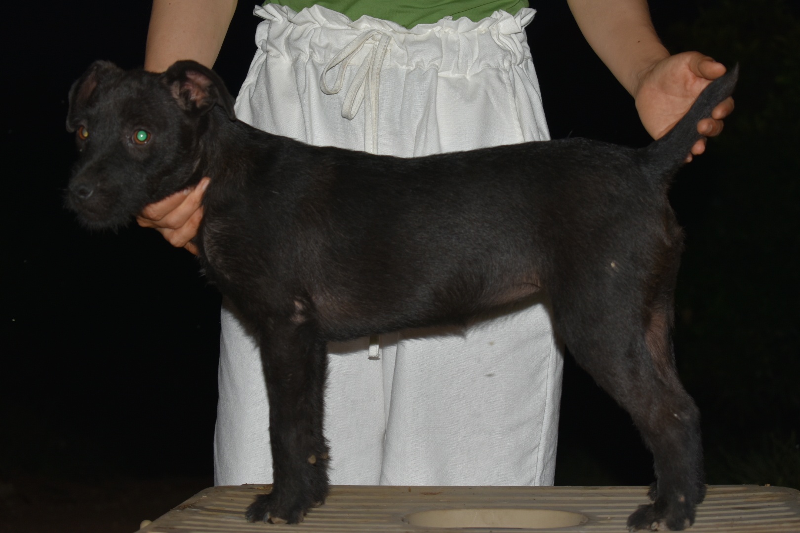 猛犬俱乐部注册x 火梗,母,小胡子,黑色,疫苗驱虫齐全.明码1500包运