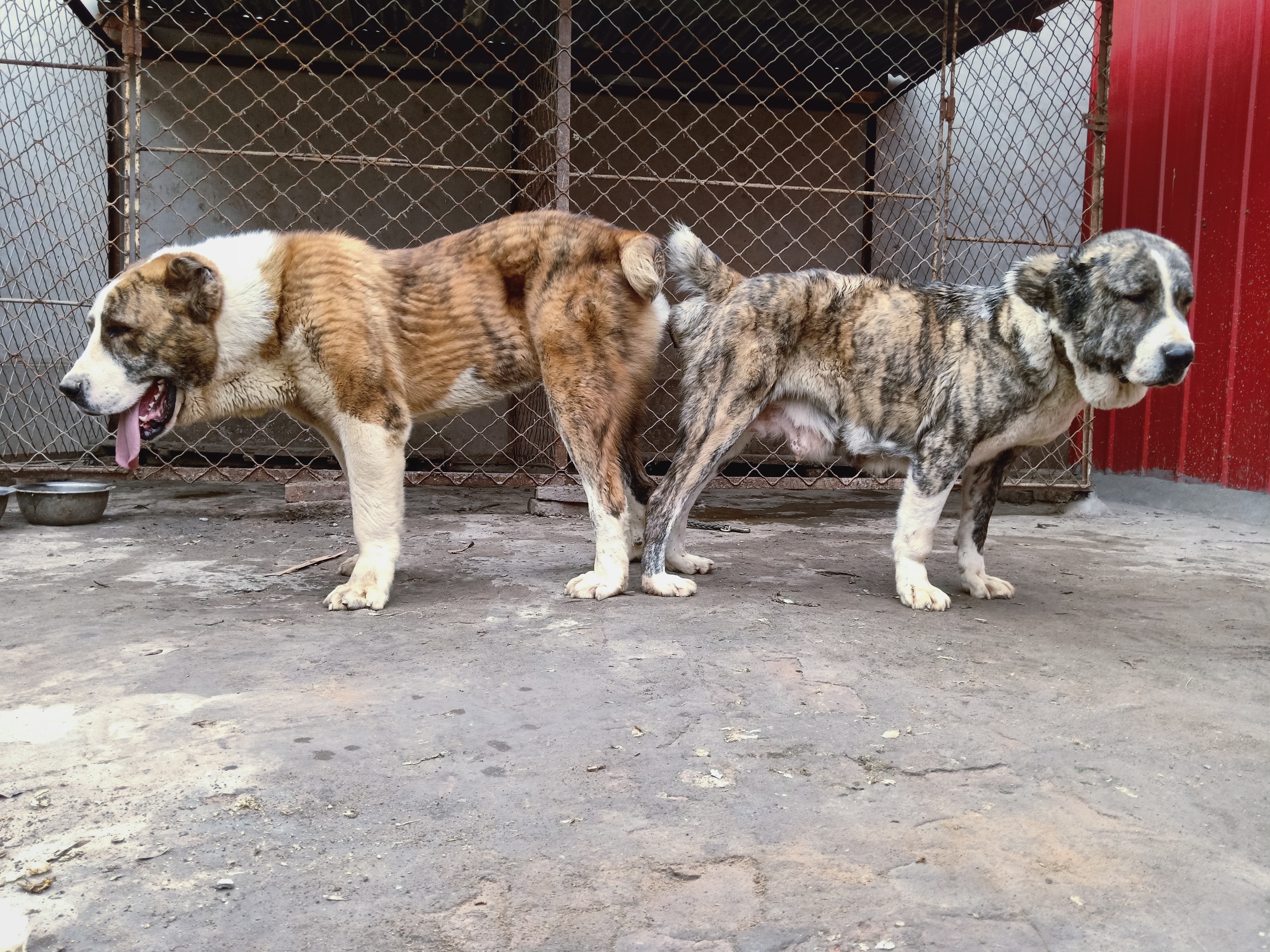 尼基塔孙女 - 中亚|高狼交易 - 猛犬俱乐部-中国具有影响力的猛犬网站