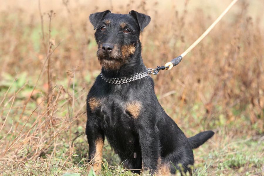 老版本猎梗 乌克兰血液giza-吉萨