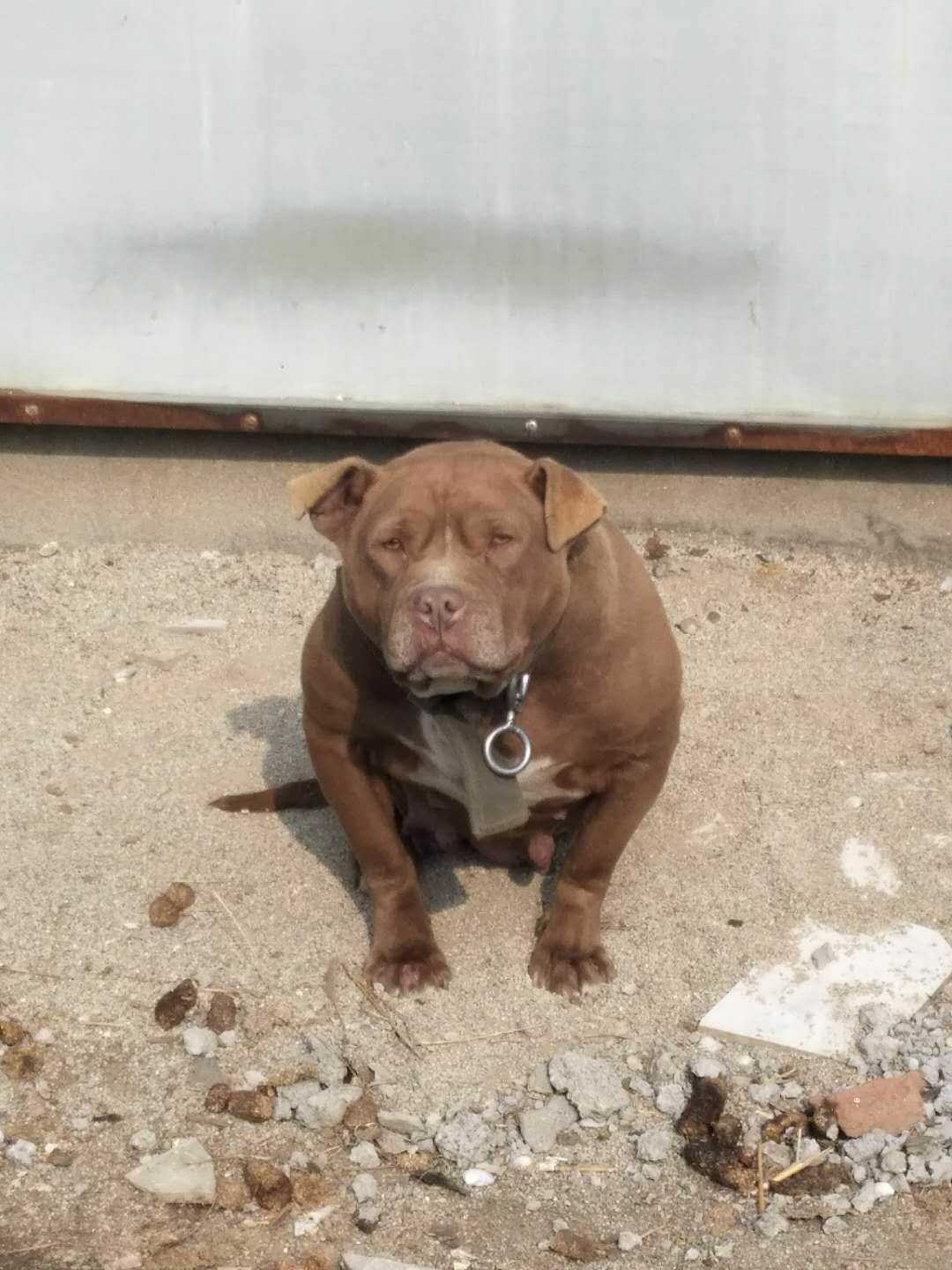 地炮种母转让 - 比特犬交易 - 猛犬俱乐部-中国具有影响力的猛犬网站