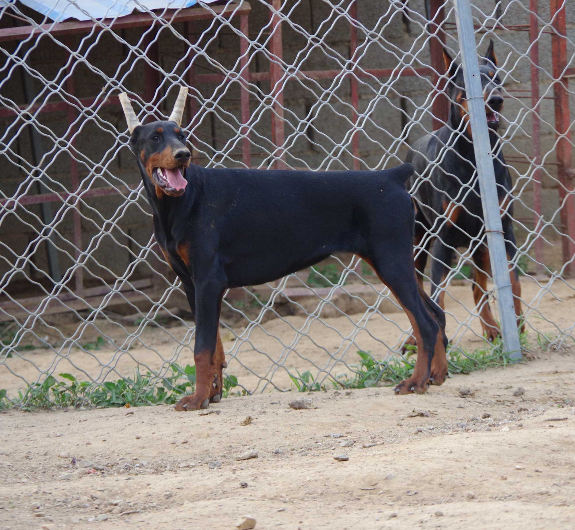 本色杜宾,全黑公母都有 - 杜宾犬交易 - 猛犬俱乐部-中国具有影响力的