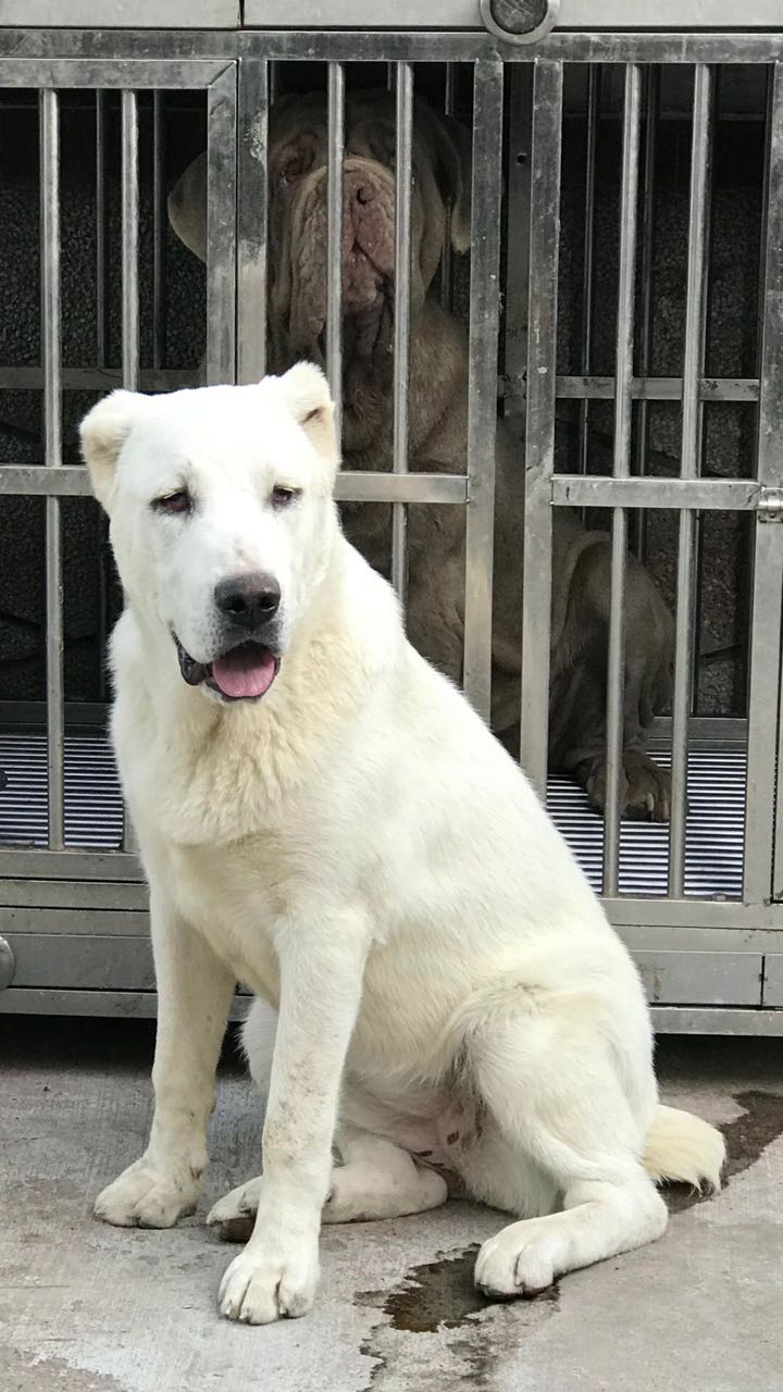 中亚犬出售
