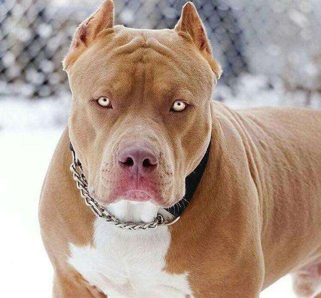 求购比特犬小公,要求看起来头大宽嘴的