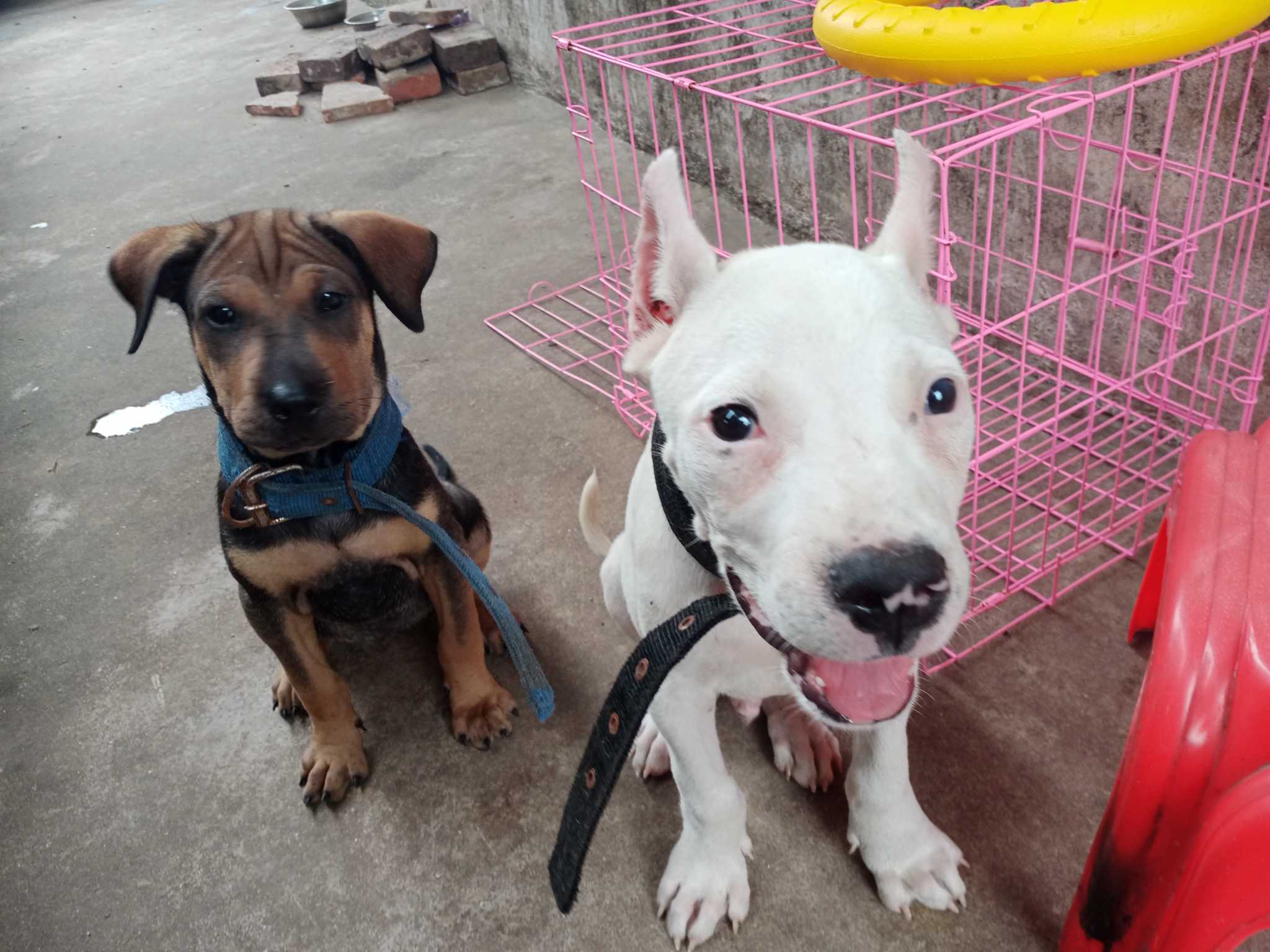 极品杜高犬幼犬,杜高犬串沙皮犬出的非常漂亮最喜欢,咬合力,非常棒.