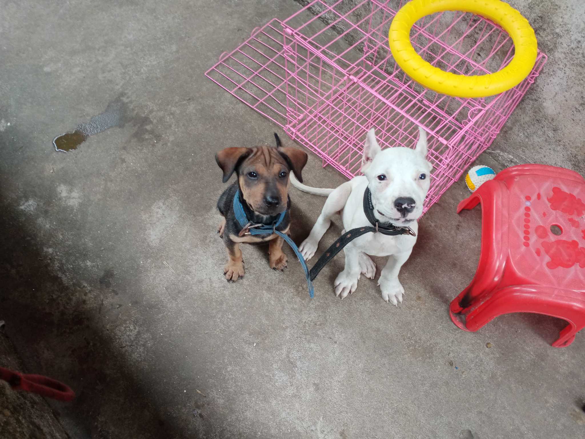 极品杜高犬幼犬,杜高犬串沙皮犬出的非常漂亮最喜欢,咬合力,非常棒.