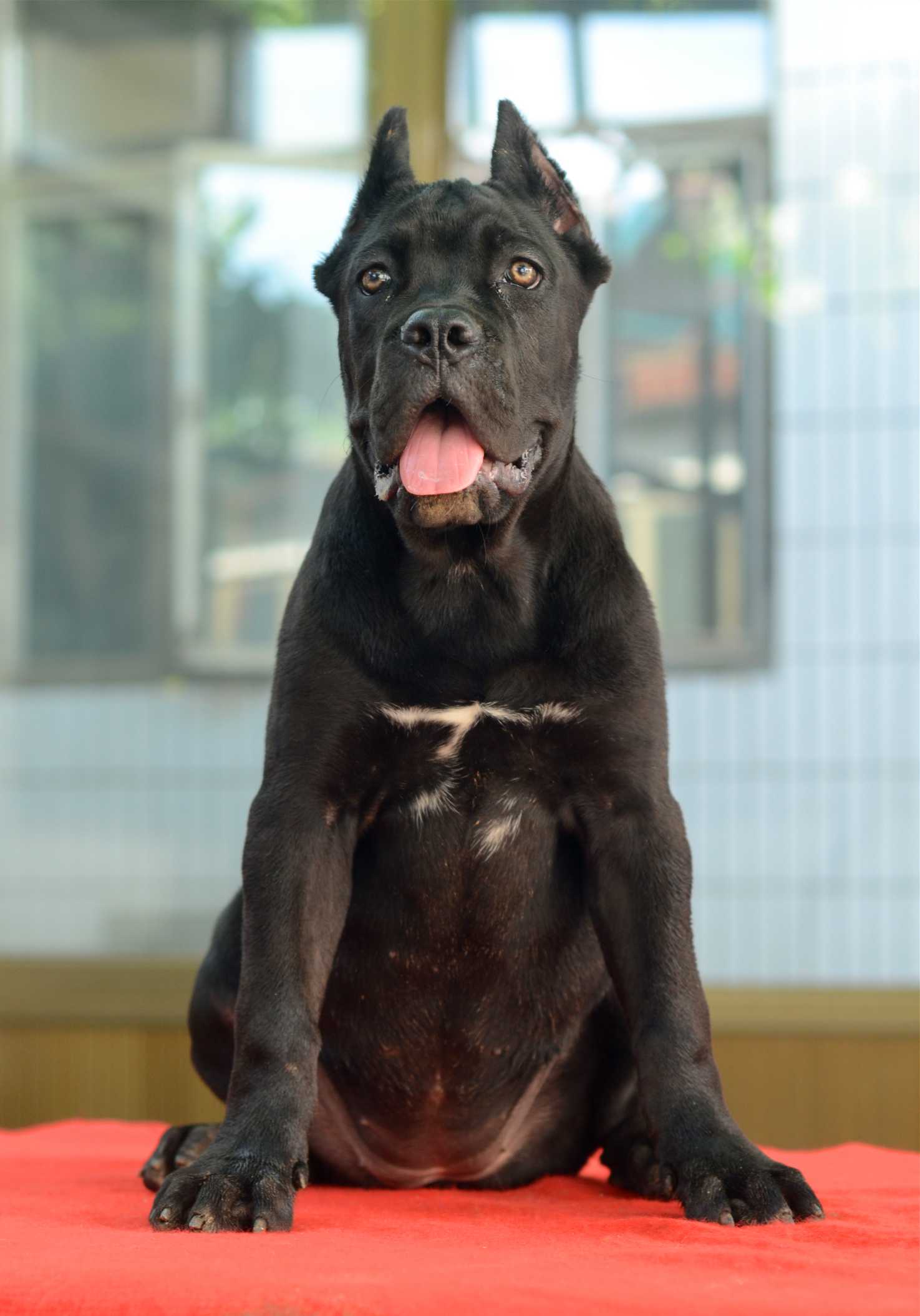 双血黑母 - 卡斯罗交易 - 猛犬俱乐部-中国具有影响力的猛犬网站