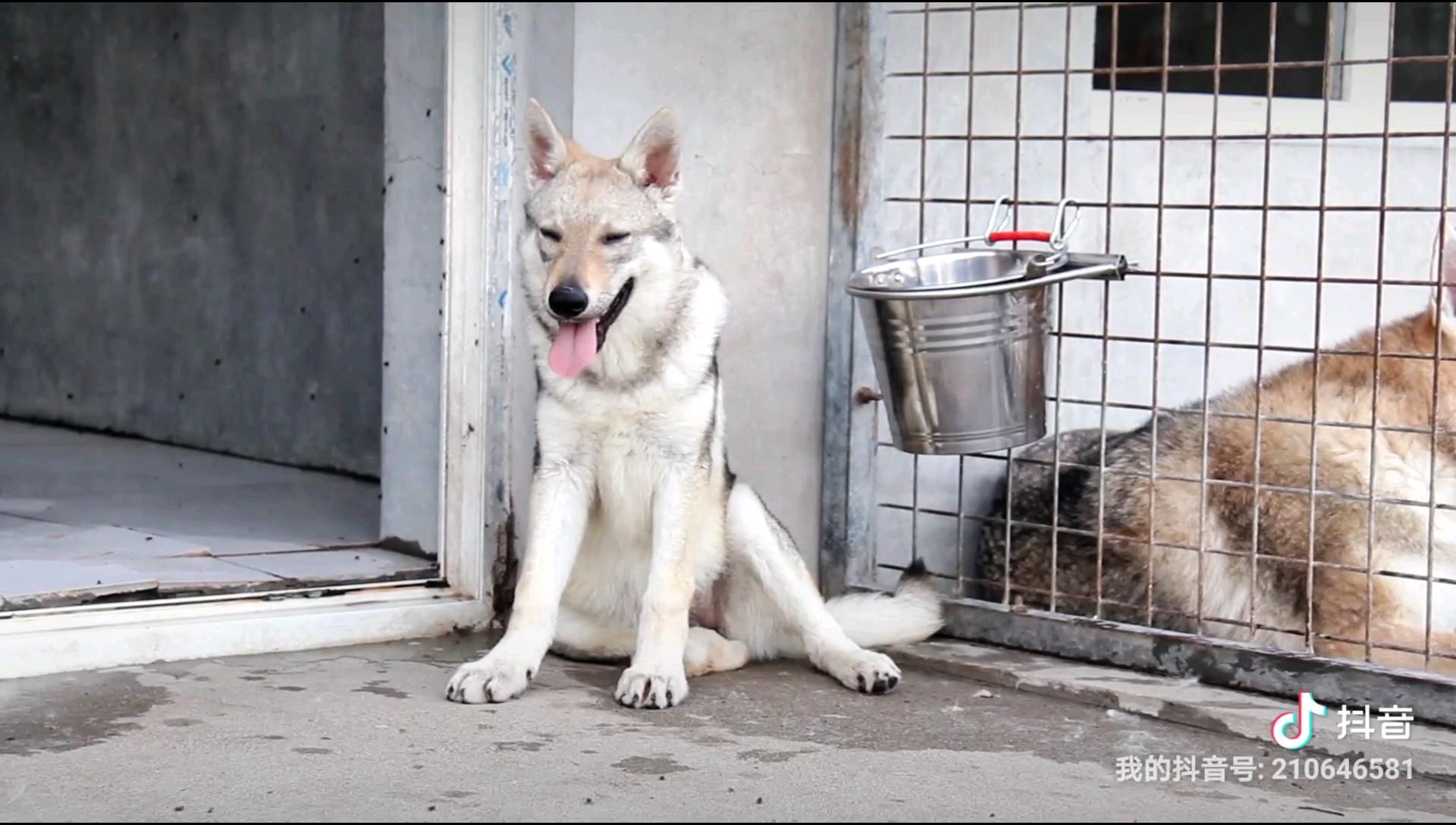 稀罕你这圈白围脖捷克狼犬的味道
