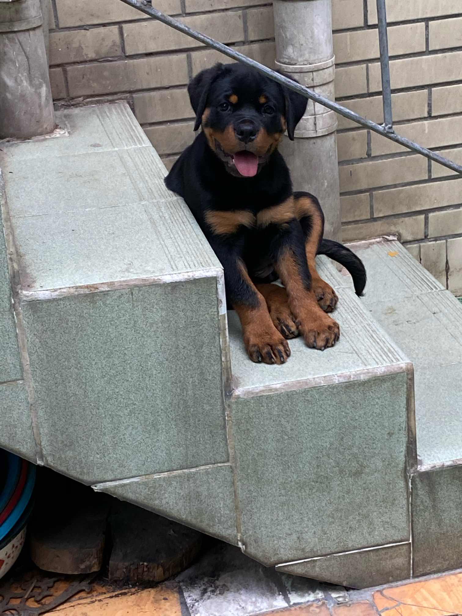 不到三个月的小罗.母的