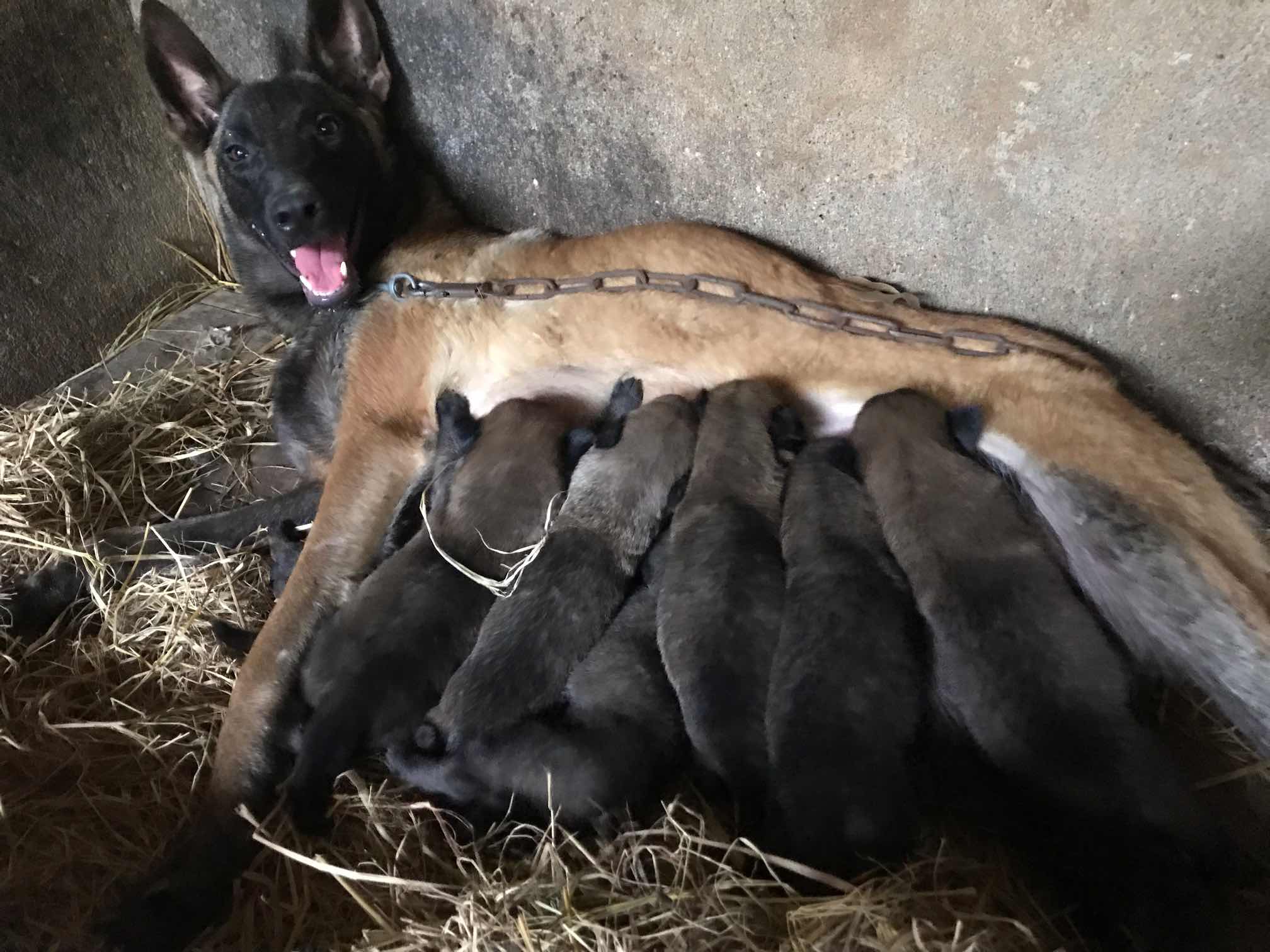 小马犬20天了.六公一母 明码800 欢迎骚扰.