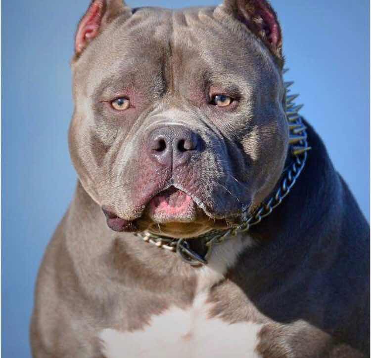 正确的恶霸头版