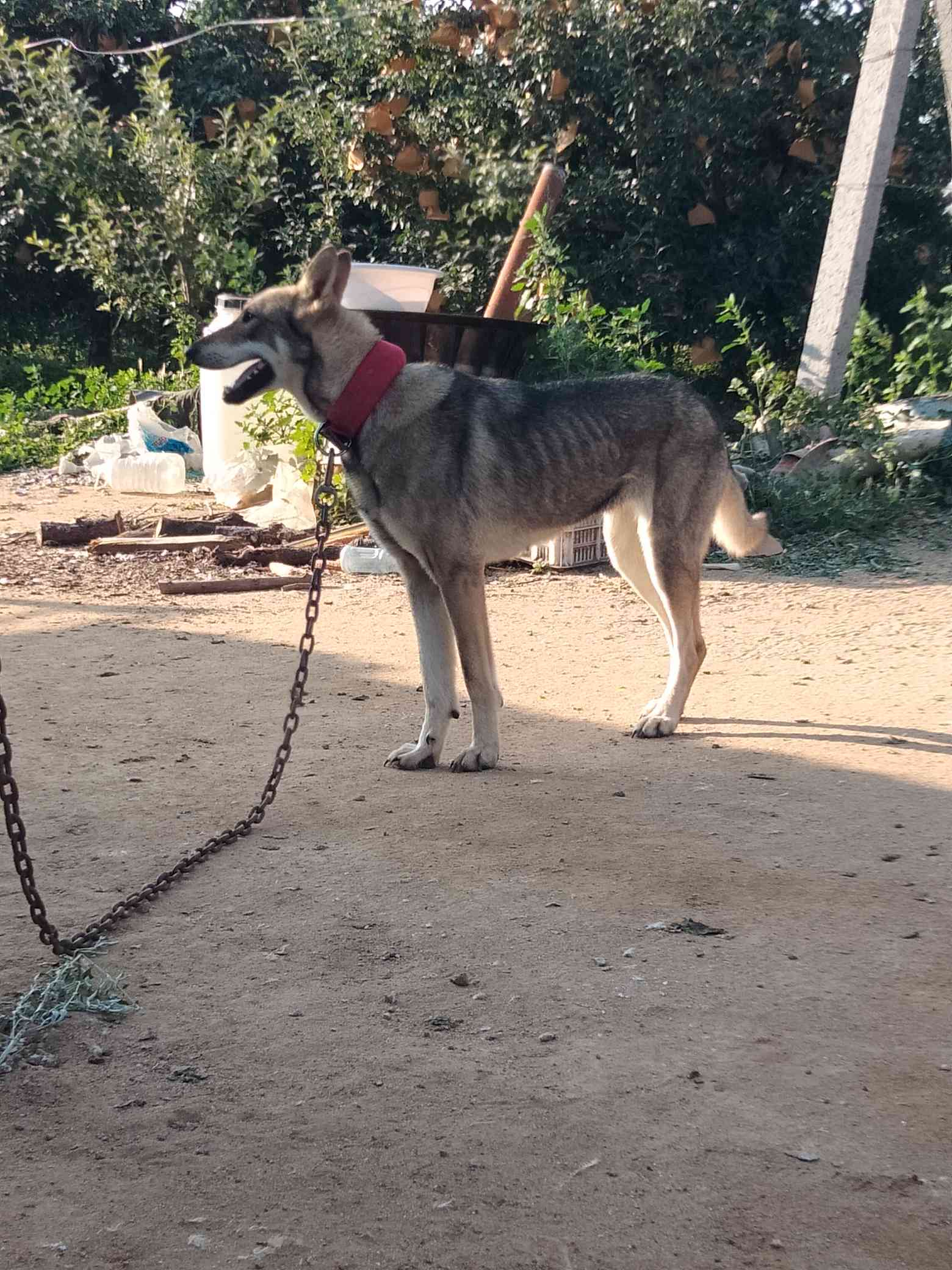 老版狼青 捷克狼犬交易 猛犬俱乐部-中国具有影响力的猛犬网站