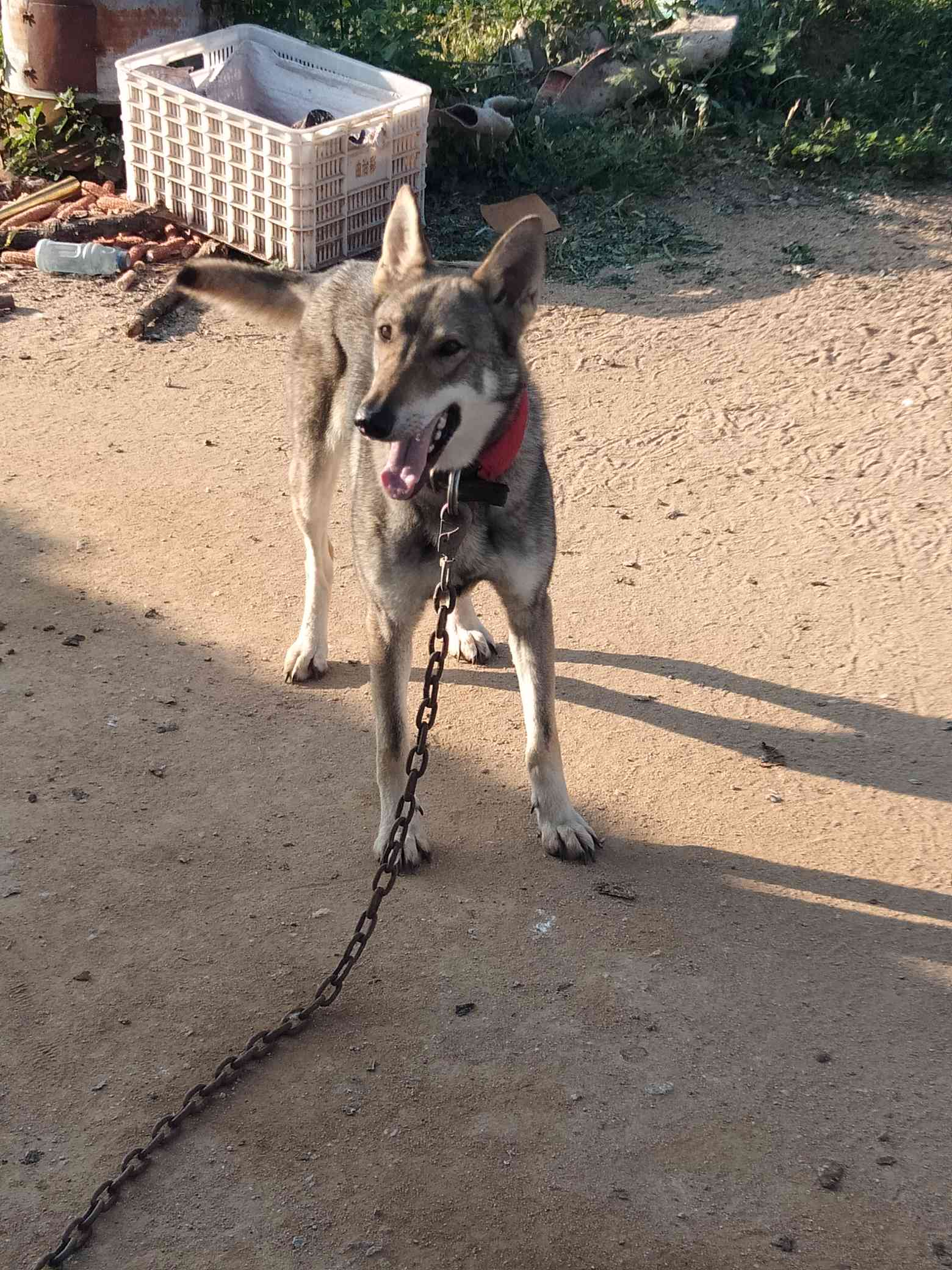 老版狼青 捷克狼犬交易 猛犬俱乐部-中国具有影响力的猛犬网站