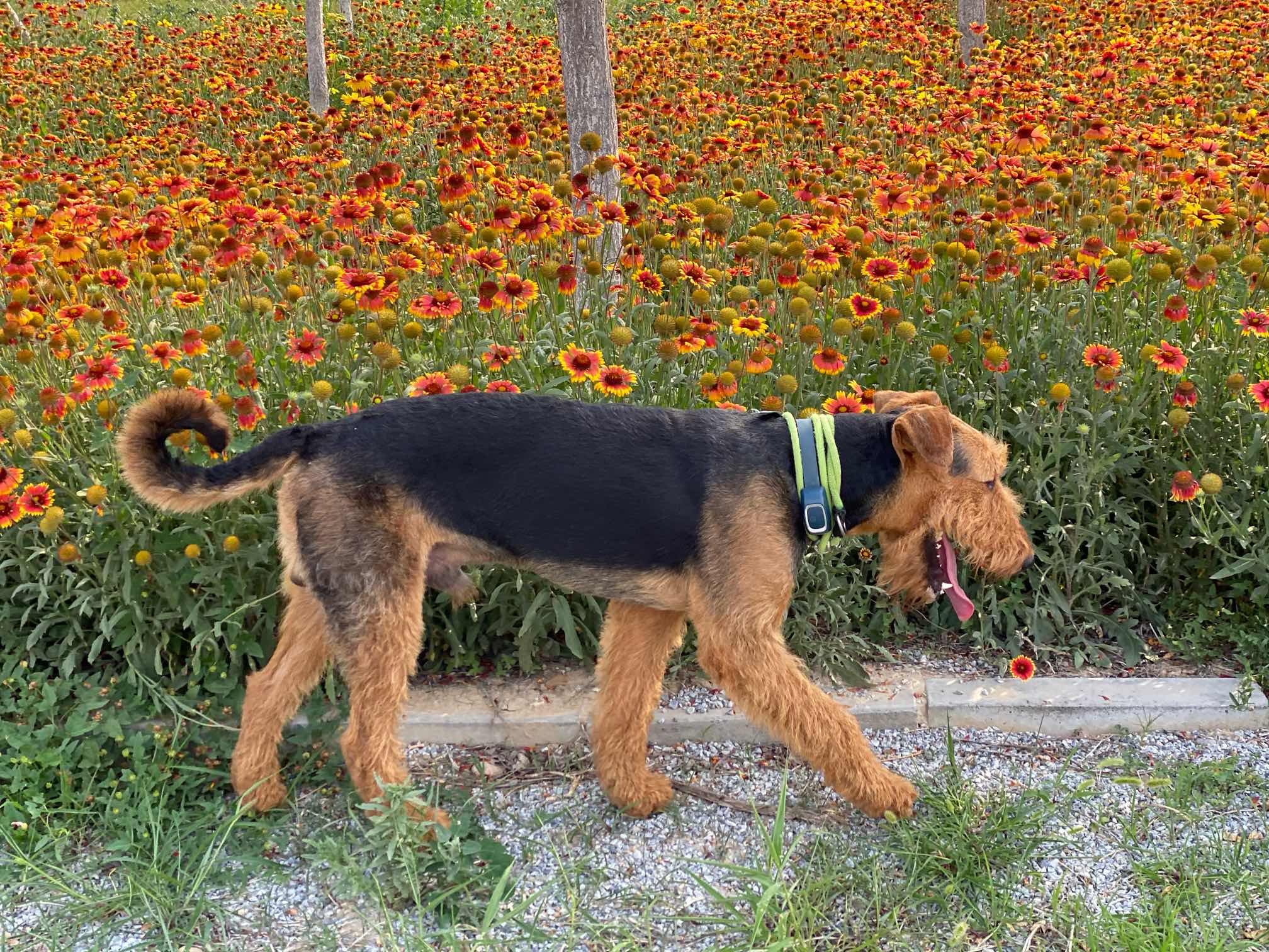 萬能梗的夏天 - 綜合梗犬 - 猛犬俱樂部-中國具有影響力的猛犬網站