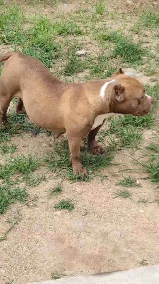 替朋友出一条恶霸母怀孕50天