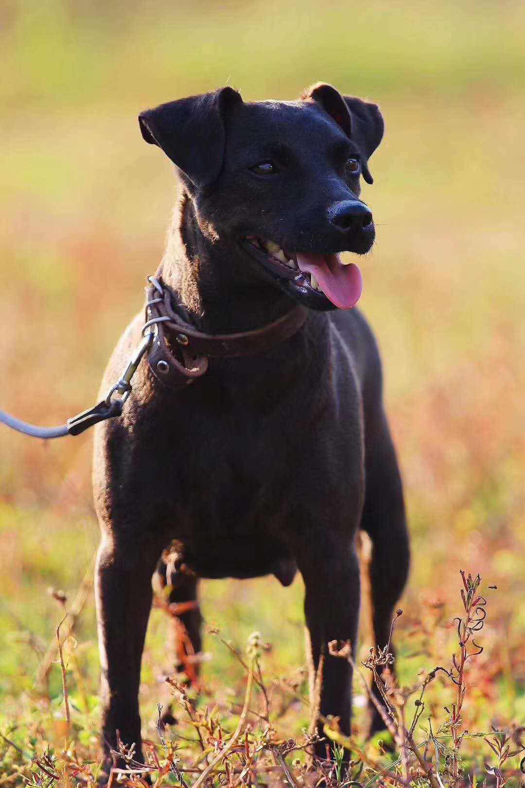 火梗英国进口罗伯特孩子