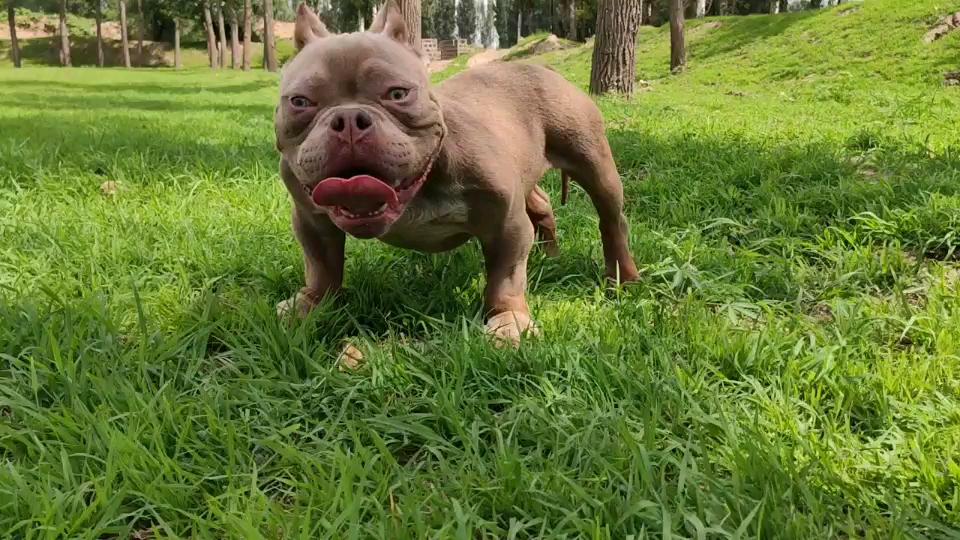 丁香三色恶霸公几百不上千