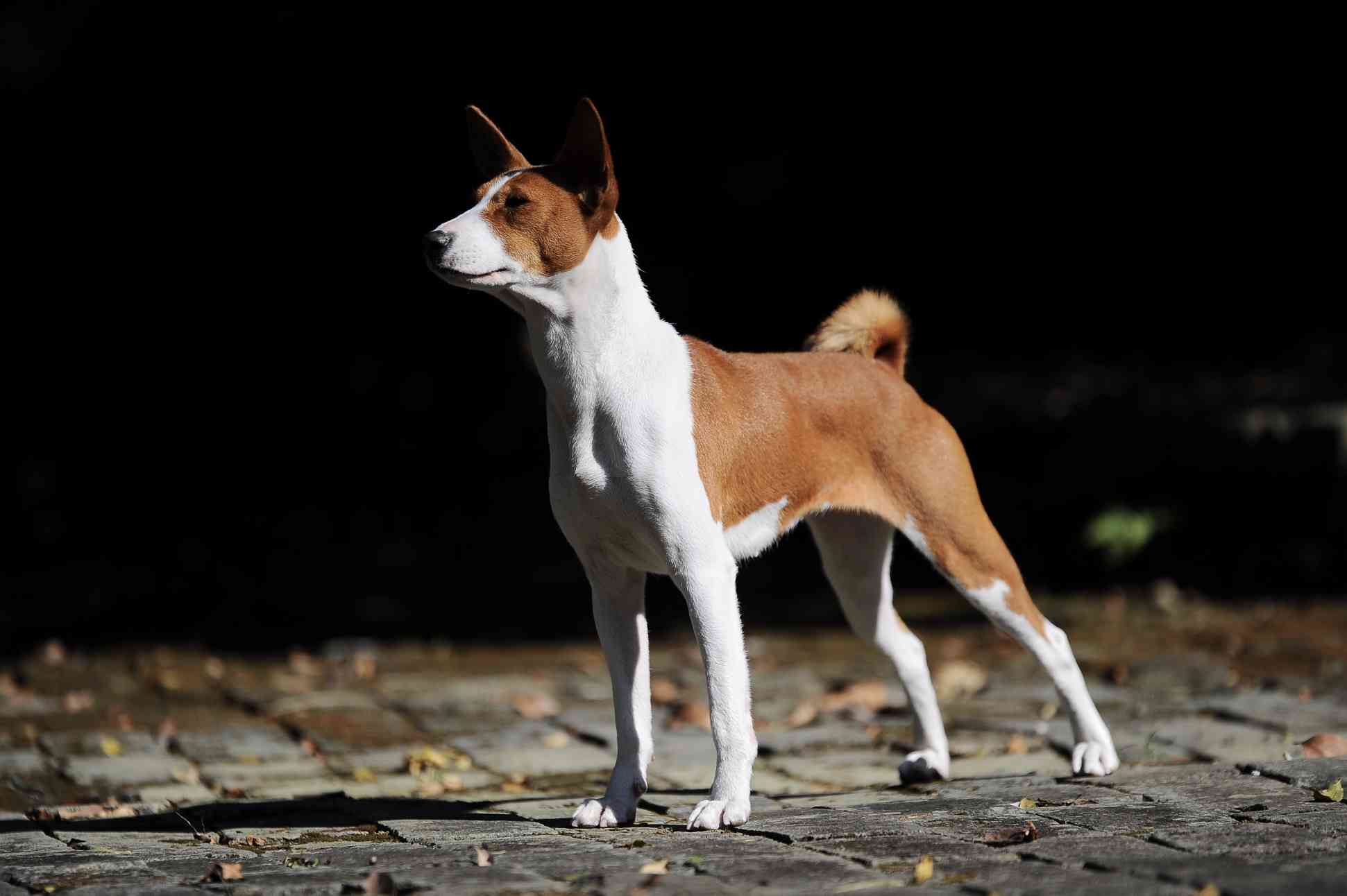 水印犬舍的巴仙吉犬,alice的优秀遗传