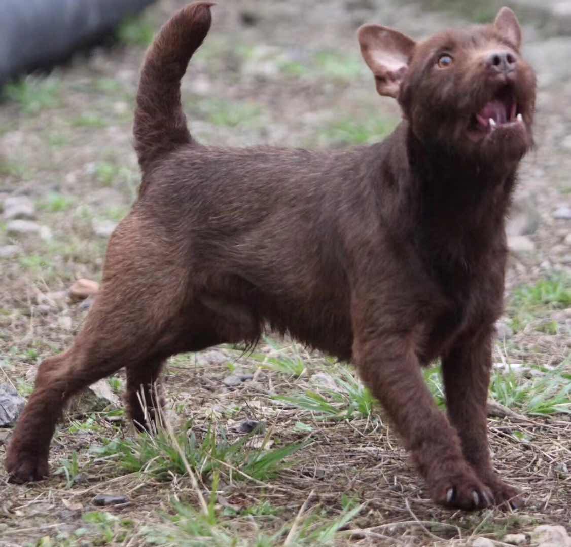 国外刚毛火梗犬图片