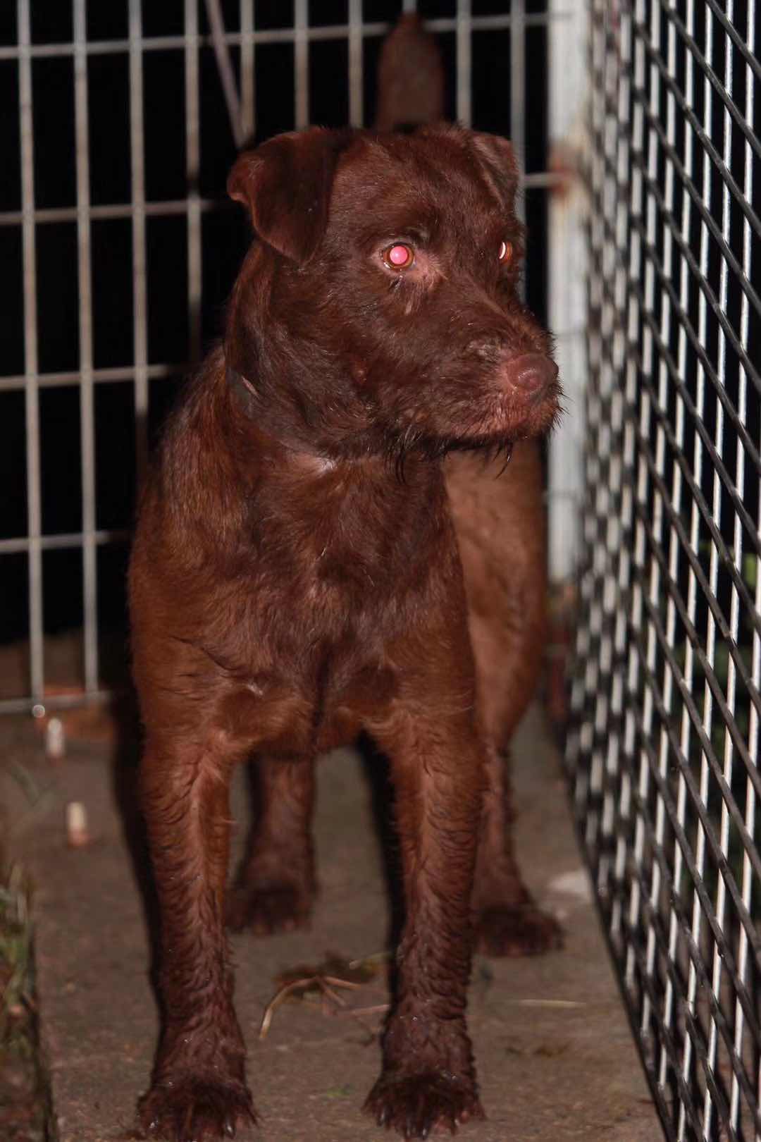 双进口小火梗 罗伯特孩子